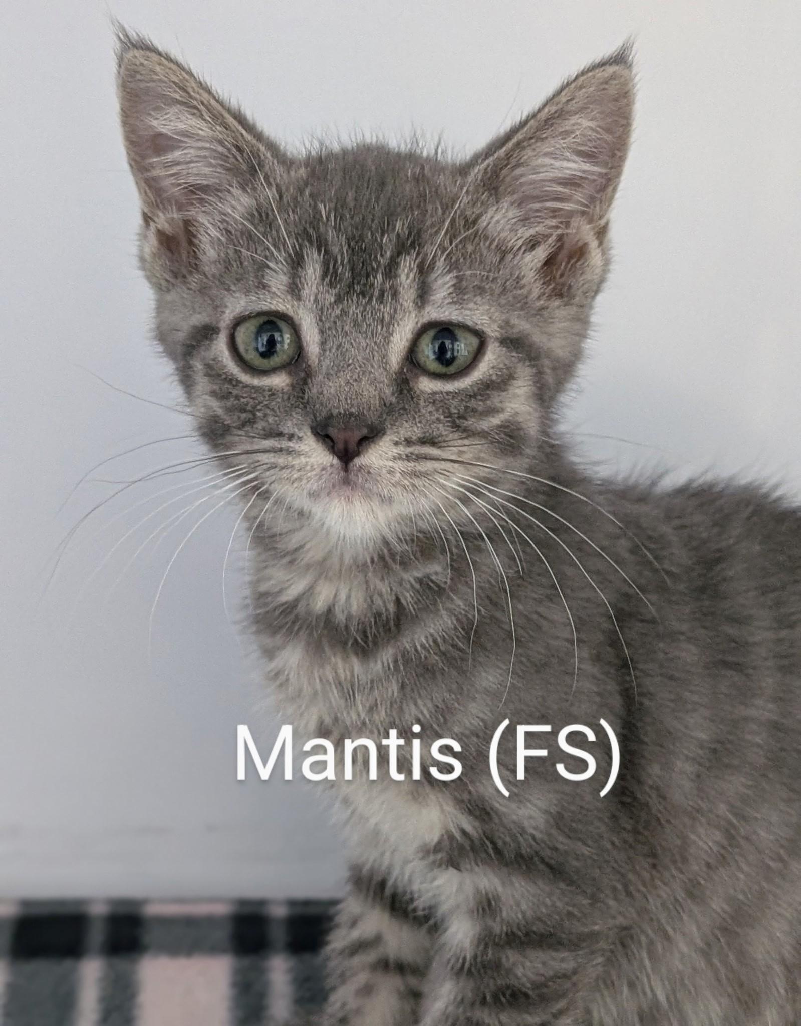 Mantis, Adoptable, Kitten Female Domestic Short Hair.
