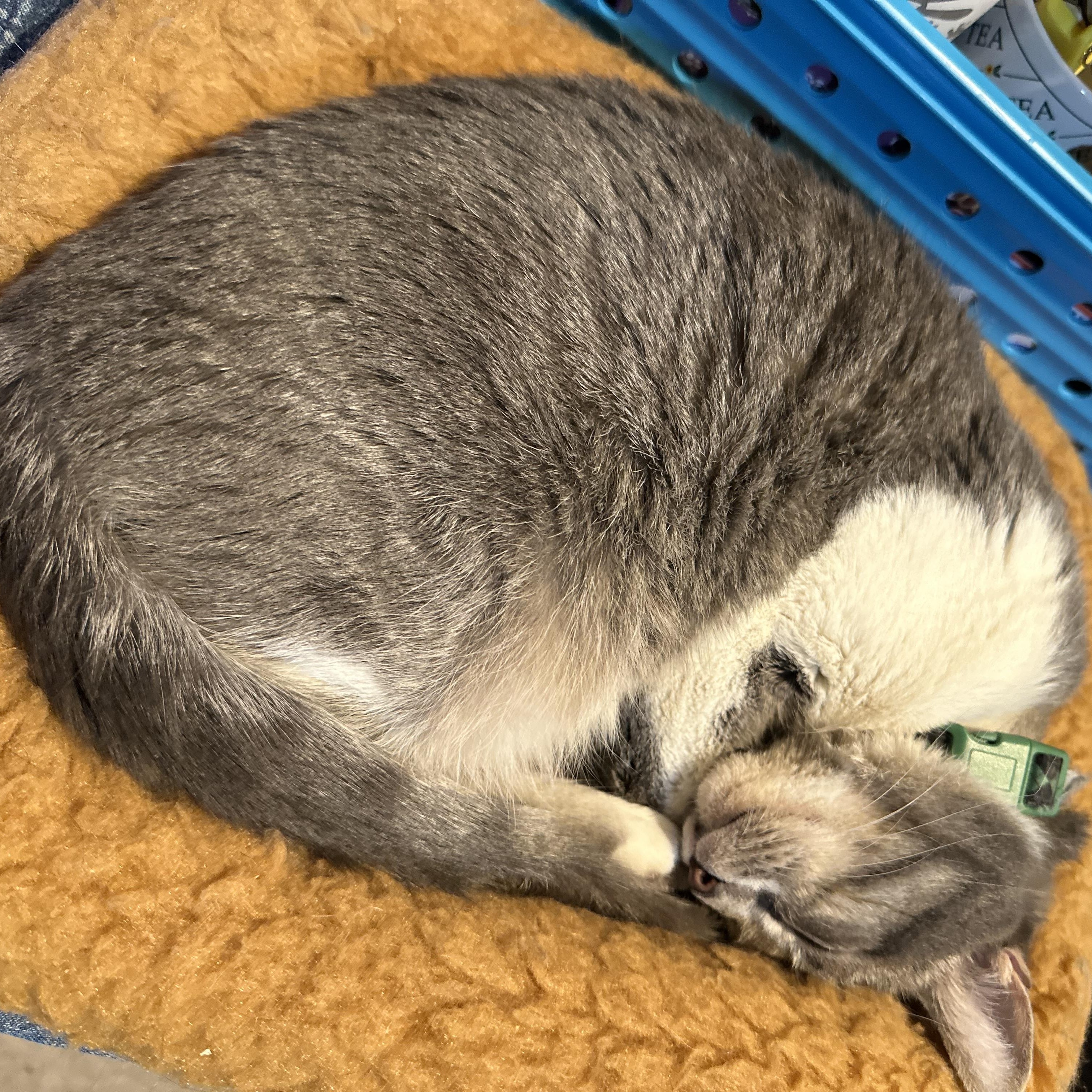 Lily, a Adoptable Domestic Short Hair in Sherman Oaks, CA image 2/5