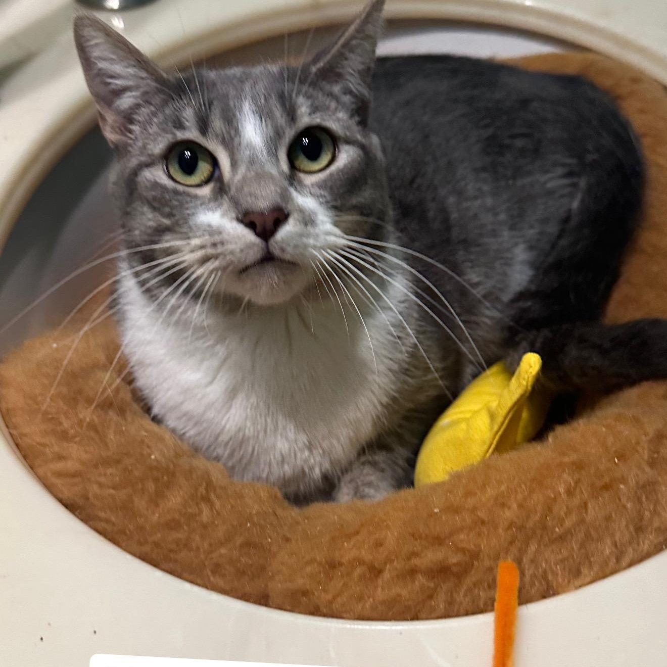 Lily, a Adoptable Domestic Short Hair in Sherman Oaks, CA image 3/5