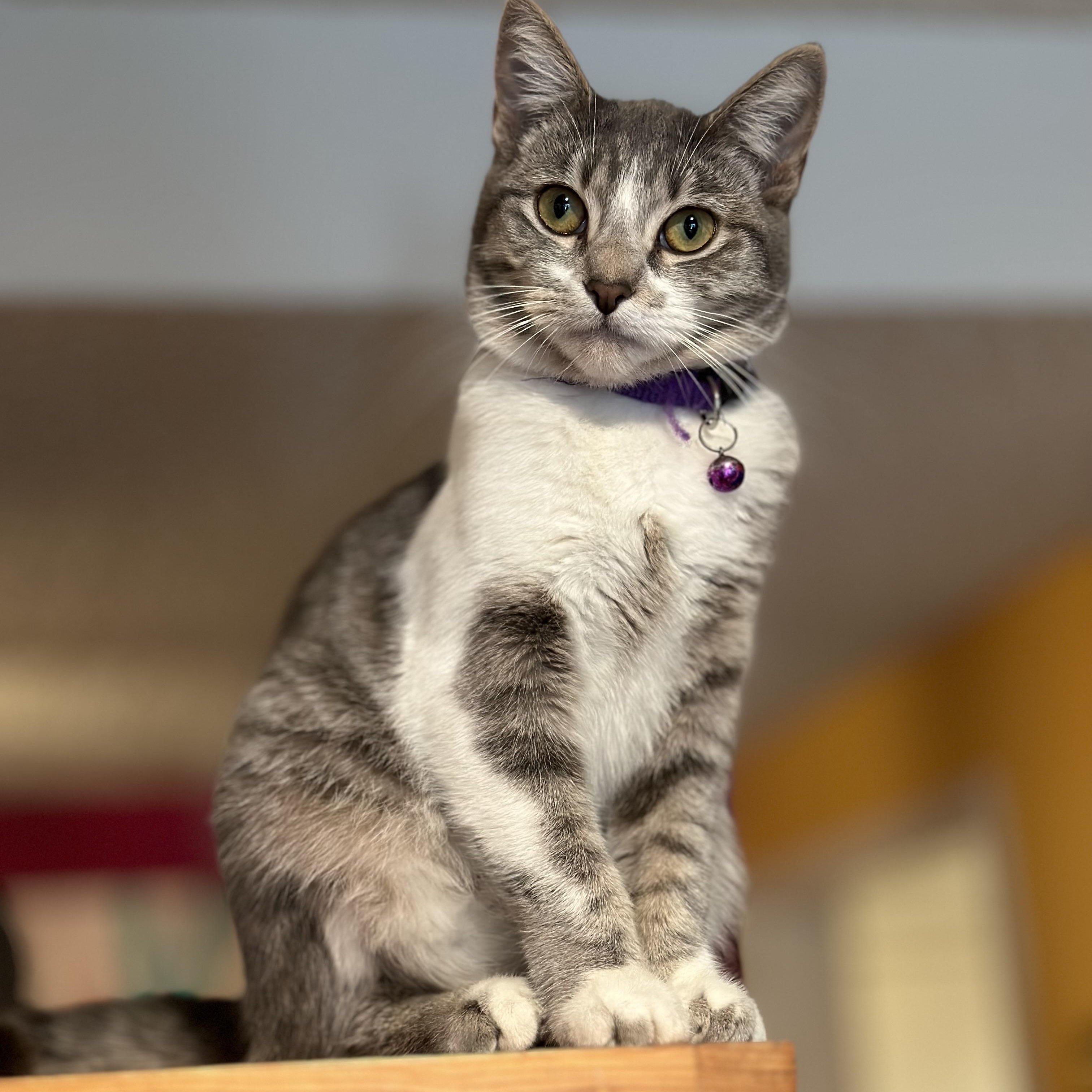 Lily, a Adoptable Domestic Short Hair in Sherman Oaks, CA image 5/5