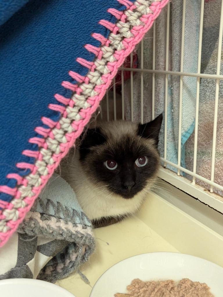 Enlarge Marine, a Adoptable mixed breed in Richmond, BC image 1/1