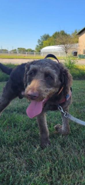 CHARLIE!, an adoptable Labradoodle in Owensboro, KY, 42302 | Photo Image 1