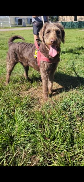CHARLIE!, an adoptable Labradoodle in Owensboro, KY, 42302 | Photo Image 2