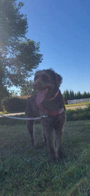 CHARLIE!, an adoptable Labradoodle in Owensboro, KY, 42302 | Photo Image 6