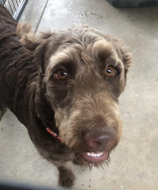 CHARLIE!, an adoptable Labradoodle in Owensboro, KY, 42302 | Photo Image 3