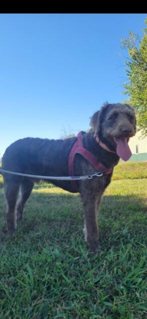CHARLIE!, an adoptable Labradoodle in Owensboro, KY, 42302 | Photo Image 5