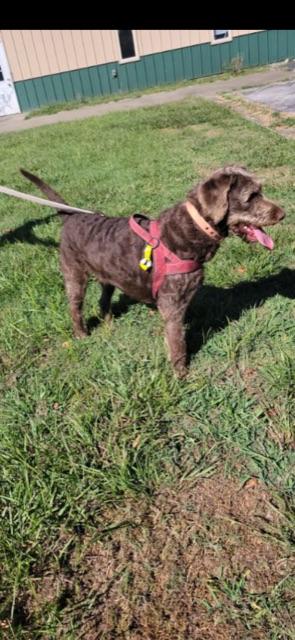 CHARLIE!, an adoptable Labradoodle in Owensboro, KY, 42302 | Photo Image 4