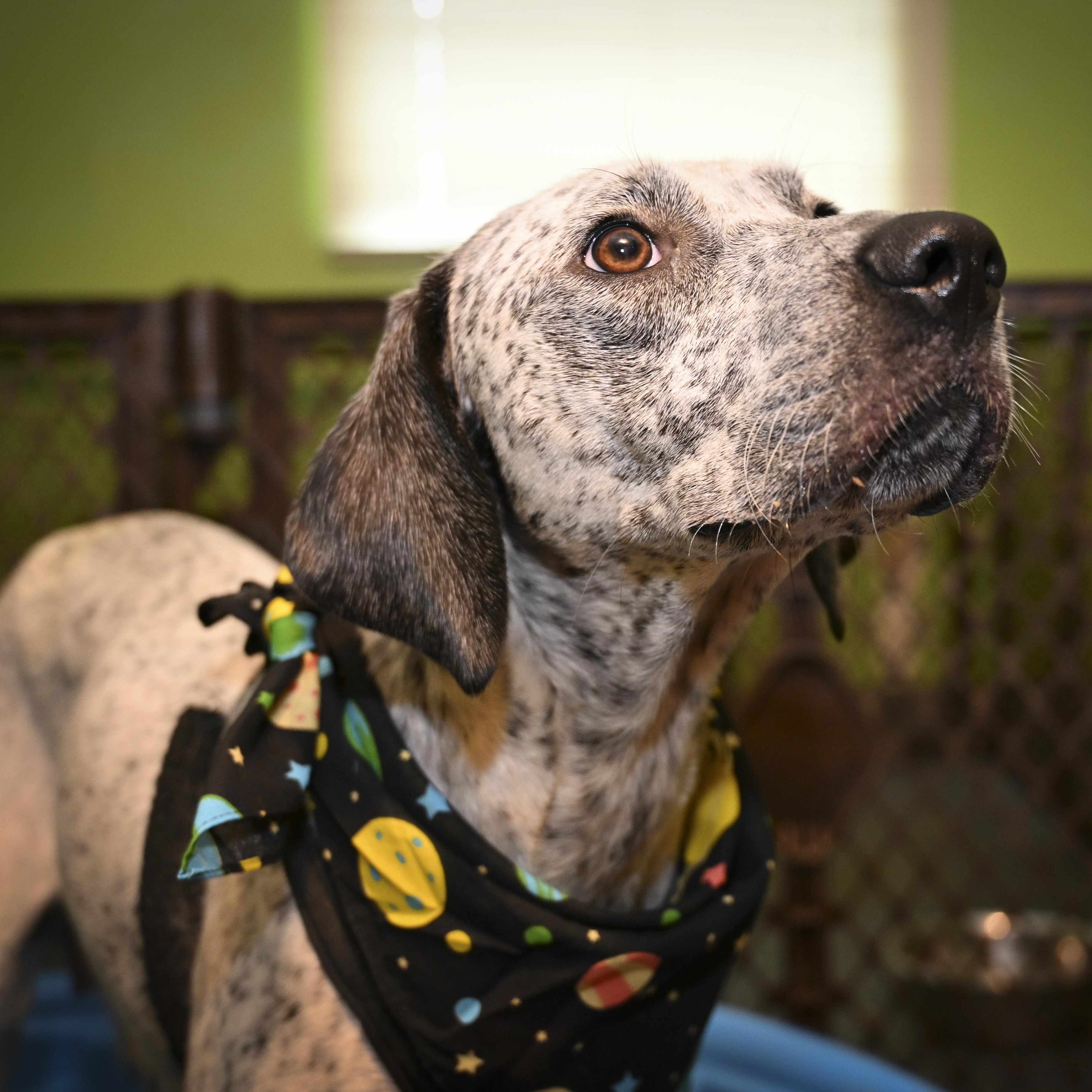 Enlarge Star, a Adoptable mixed breed in Marietta, GA image 2/3