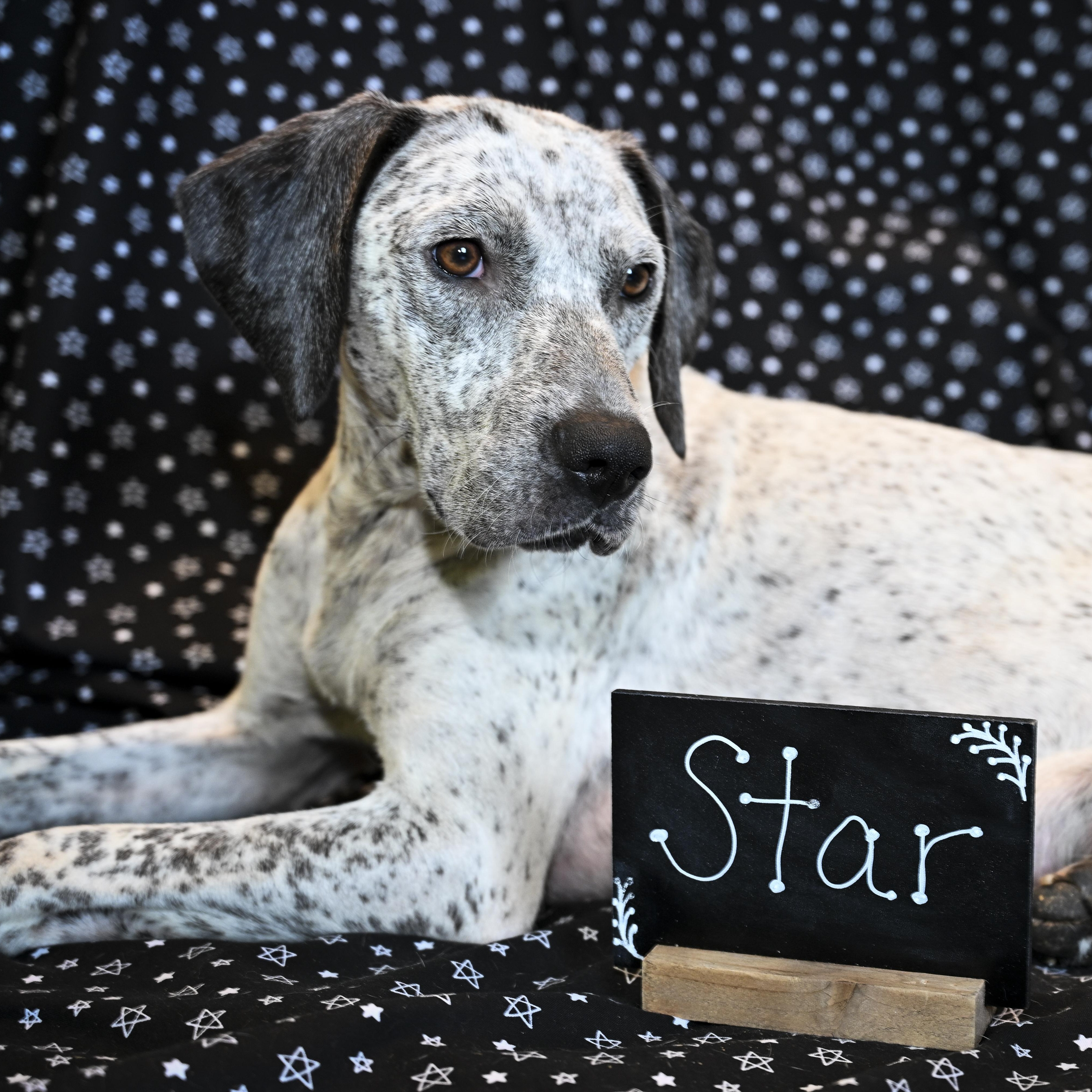 Enlarge Star, a Adoptable mixed breed in Marietta, GA image 1/3