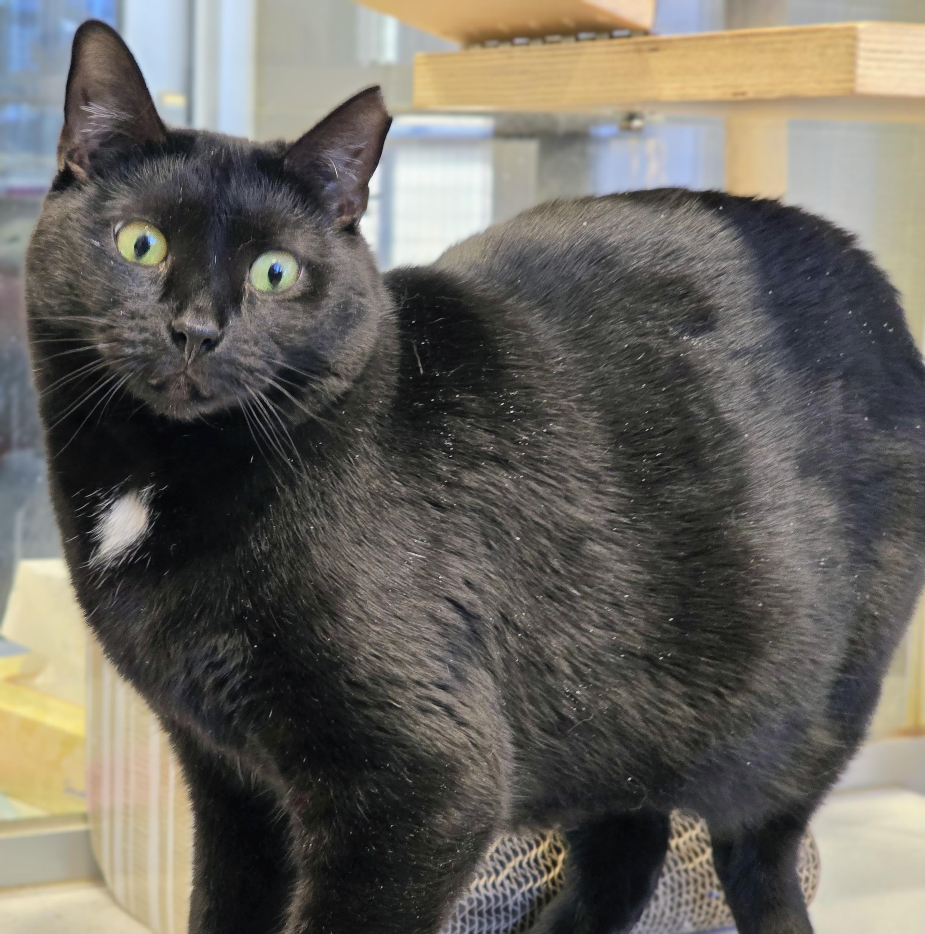 Enlarge 4-640 Mimosa, a Adoptable mixed breed in Amityville, NY image 3/6