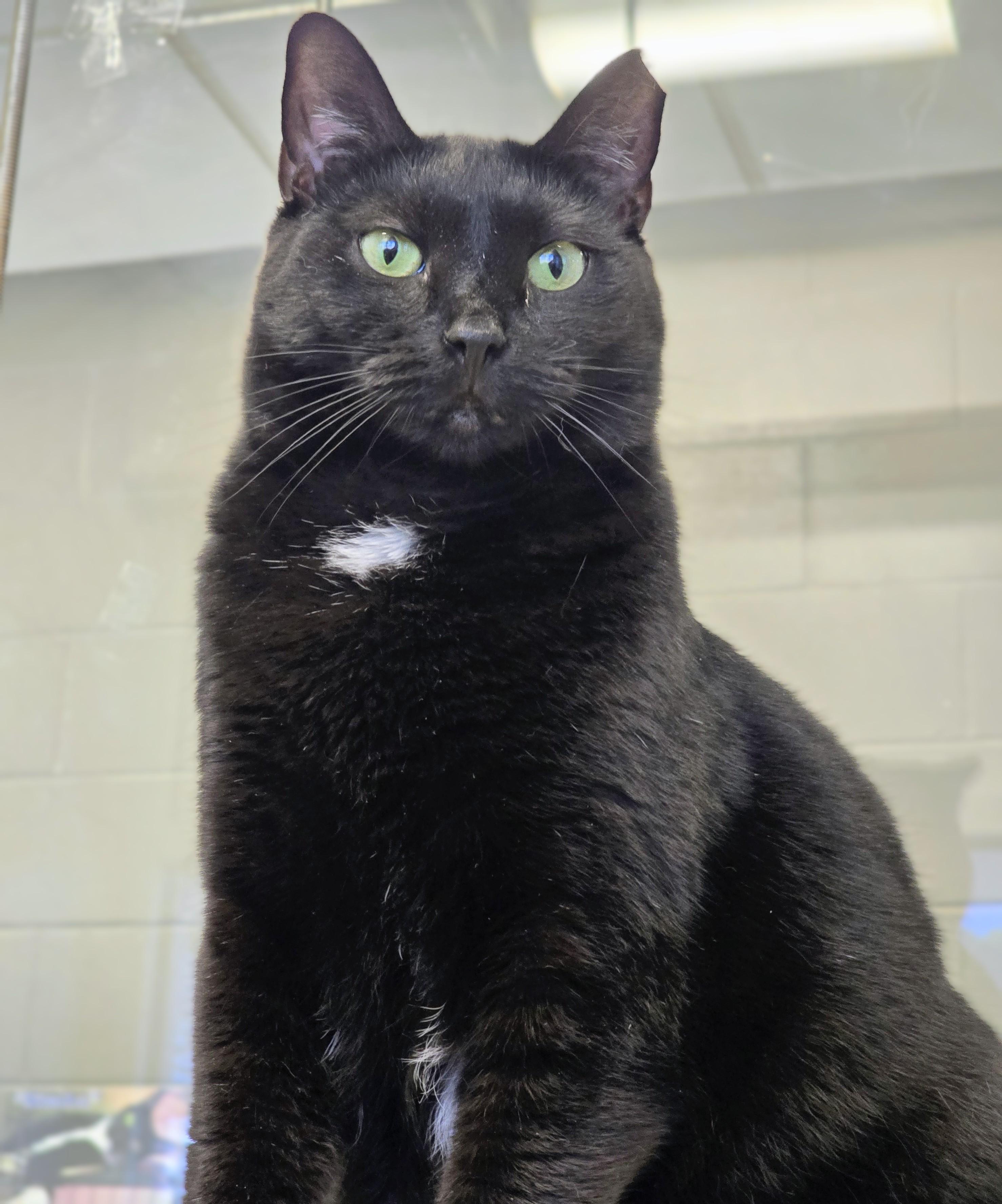4-640 Mimosa, Adoptable, Adult Female Domestic Short Hair.