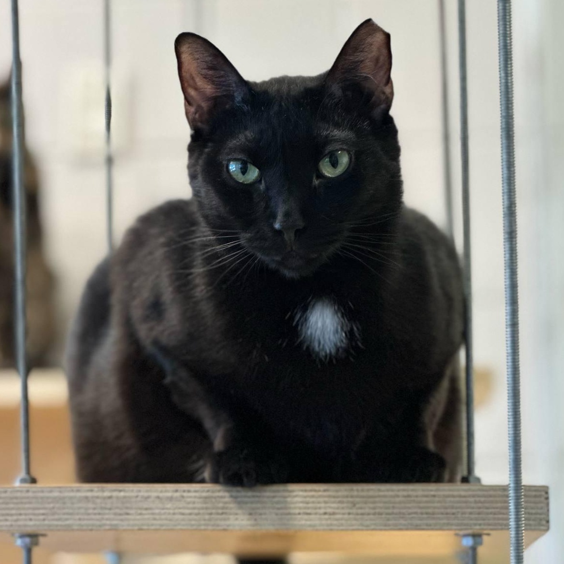 Enlarge 4-640 Mimosa, a Adoptable mixed breed in Amityville, NY image 4/6