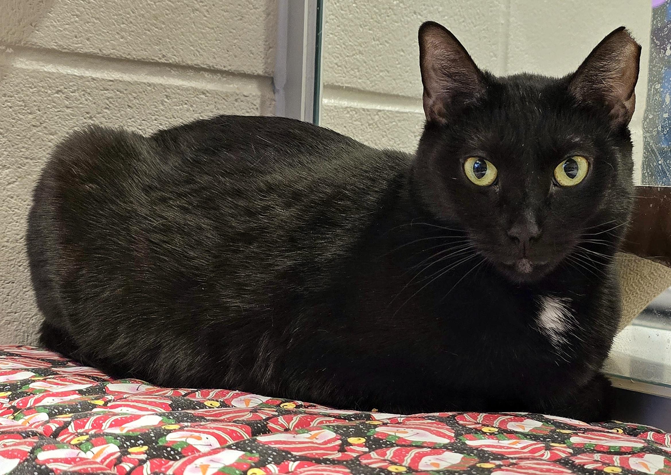 Enlarge 4-640 Mimosa, a Adoptable mixed breed in Amityville, NY image 5/6