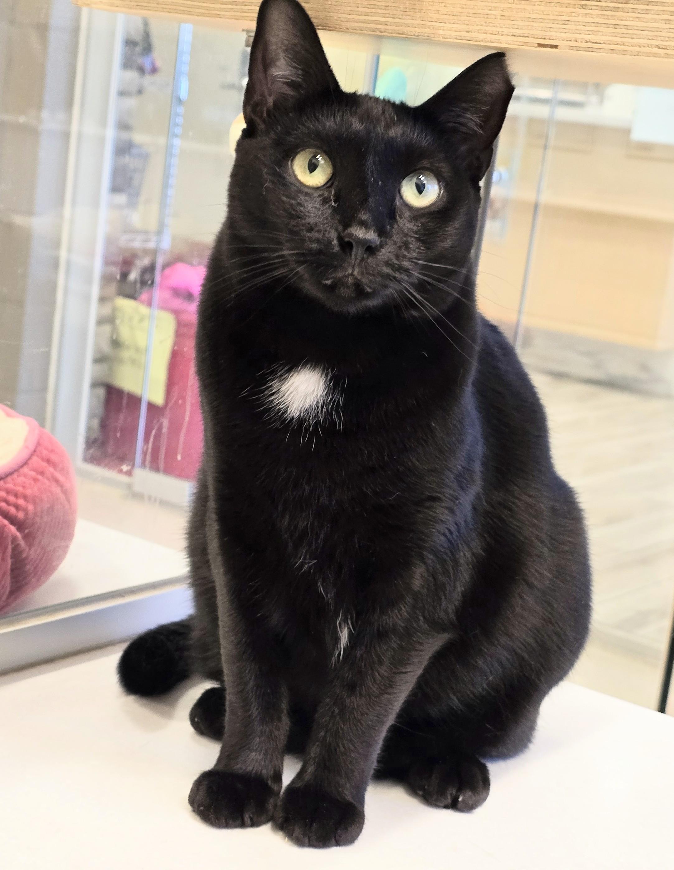 Enlarge 4-640 Mimosa, a Adoptable mixed breed in Amityville, NY image 2/6