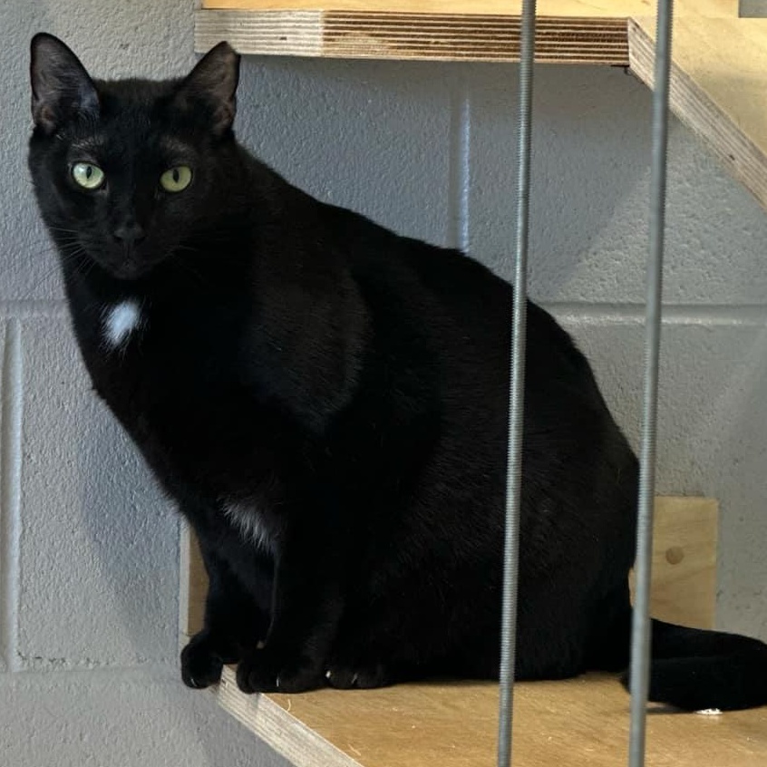 Enlarge 4-640 Mimosa, a Adoptable mixed breed in Amityville, NY image 6/6