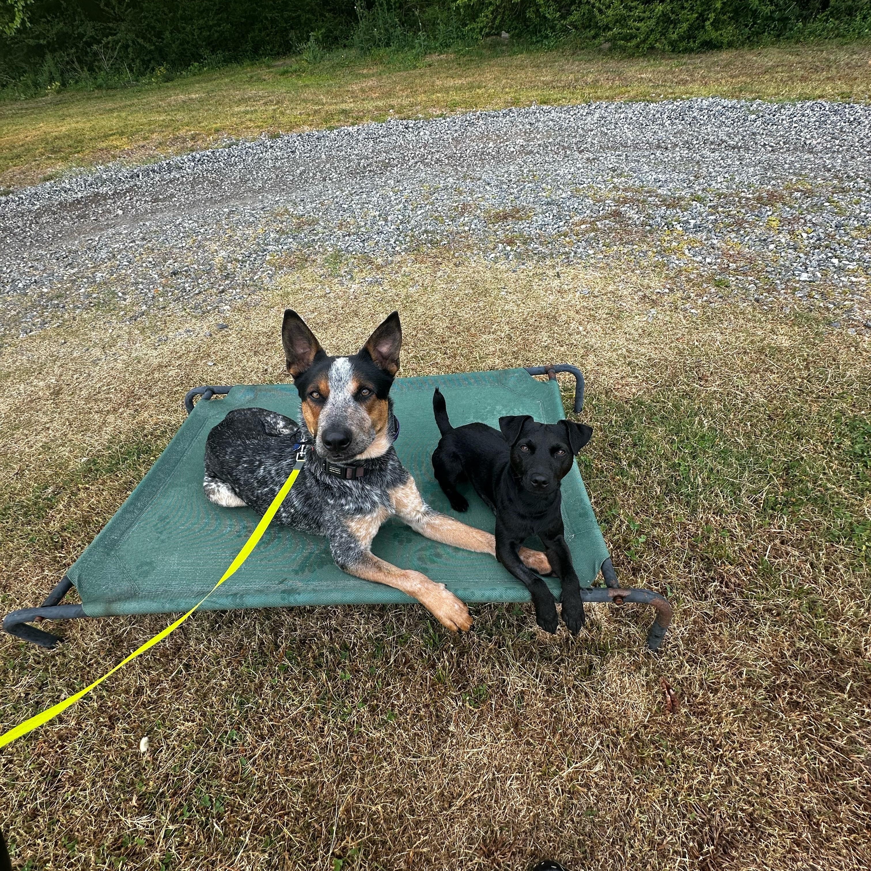 Enlarge Phelps, a Adoptable Australian Cattle Dog / Blue Heeler in Doswell, VA image 3/4