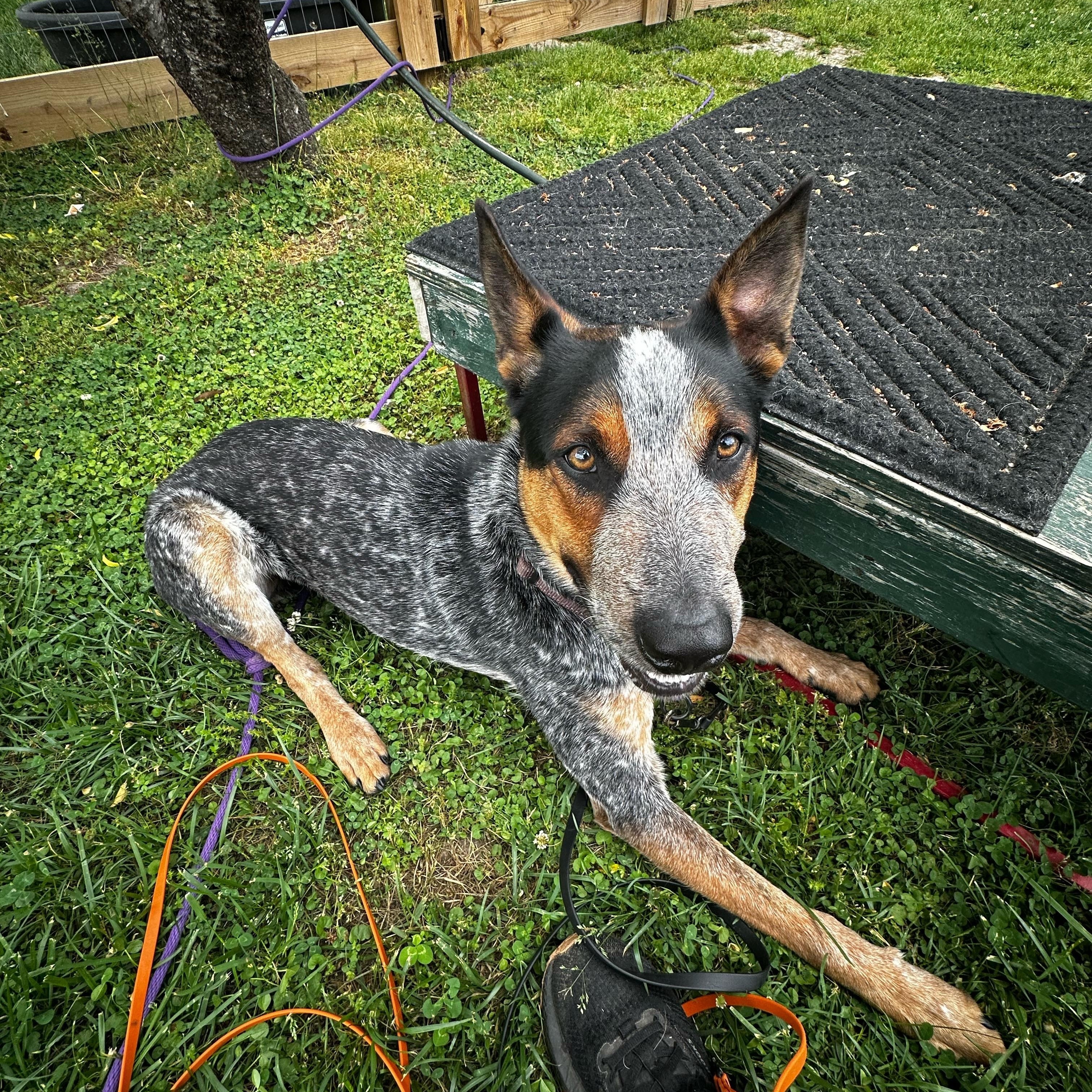Enlarge Phelps, a Adoptable Australian Cattle Dog / Blue Heeler in Doswell, VA image 4/4