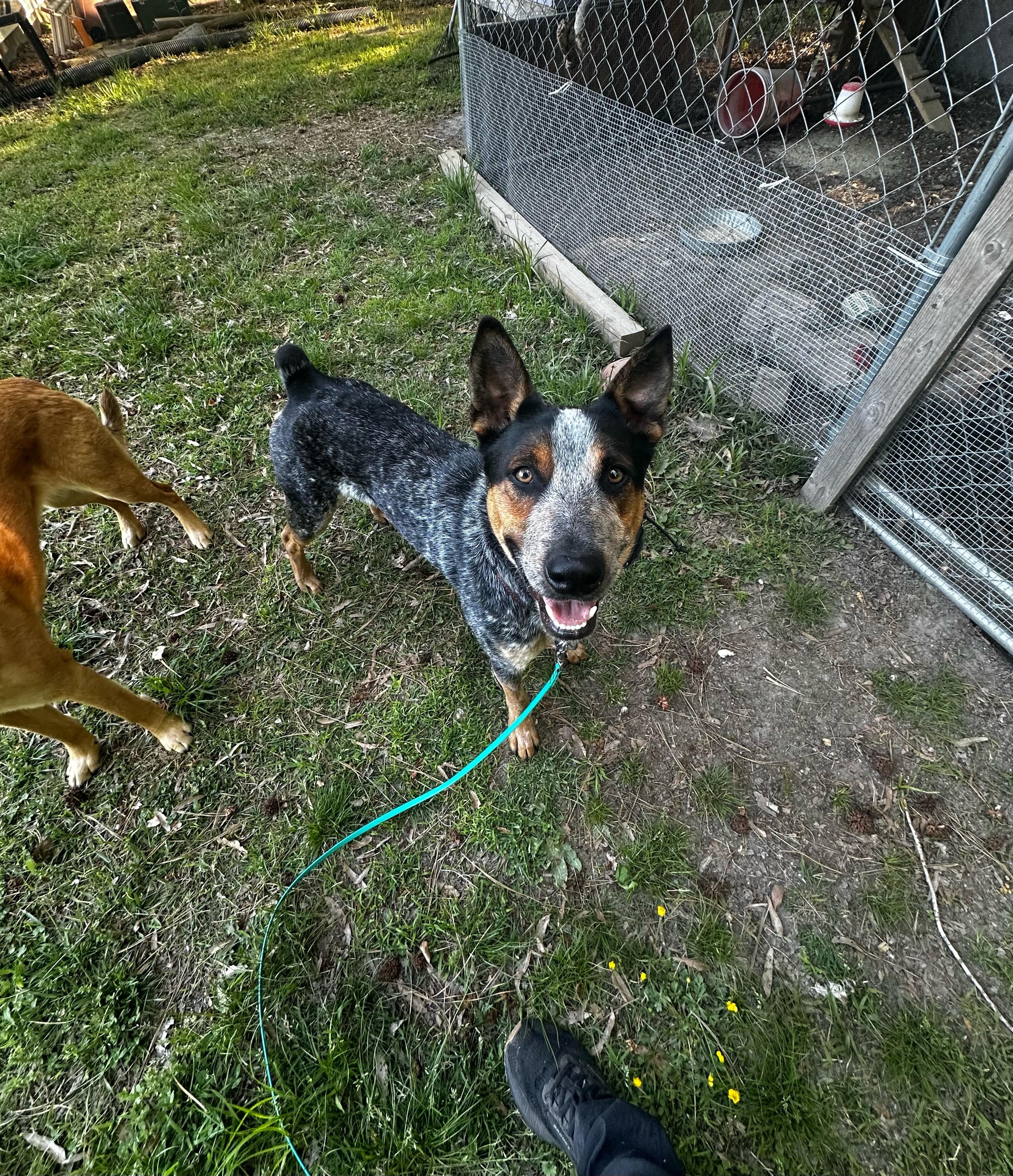 Enlarge Phelps, a Adoptable Australian Cattle Dog / Blue Heeler in Doswell, VA image 2/4