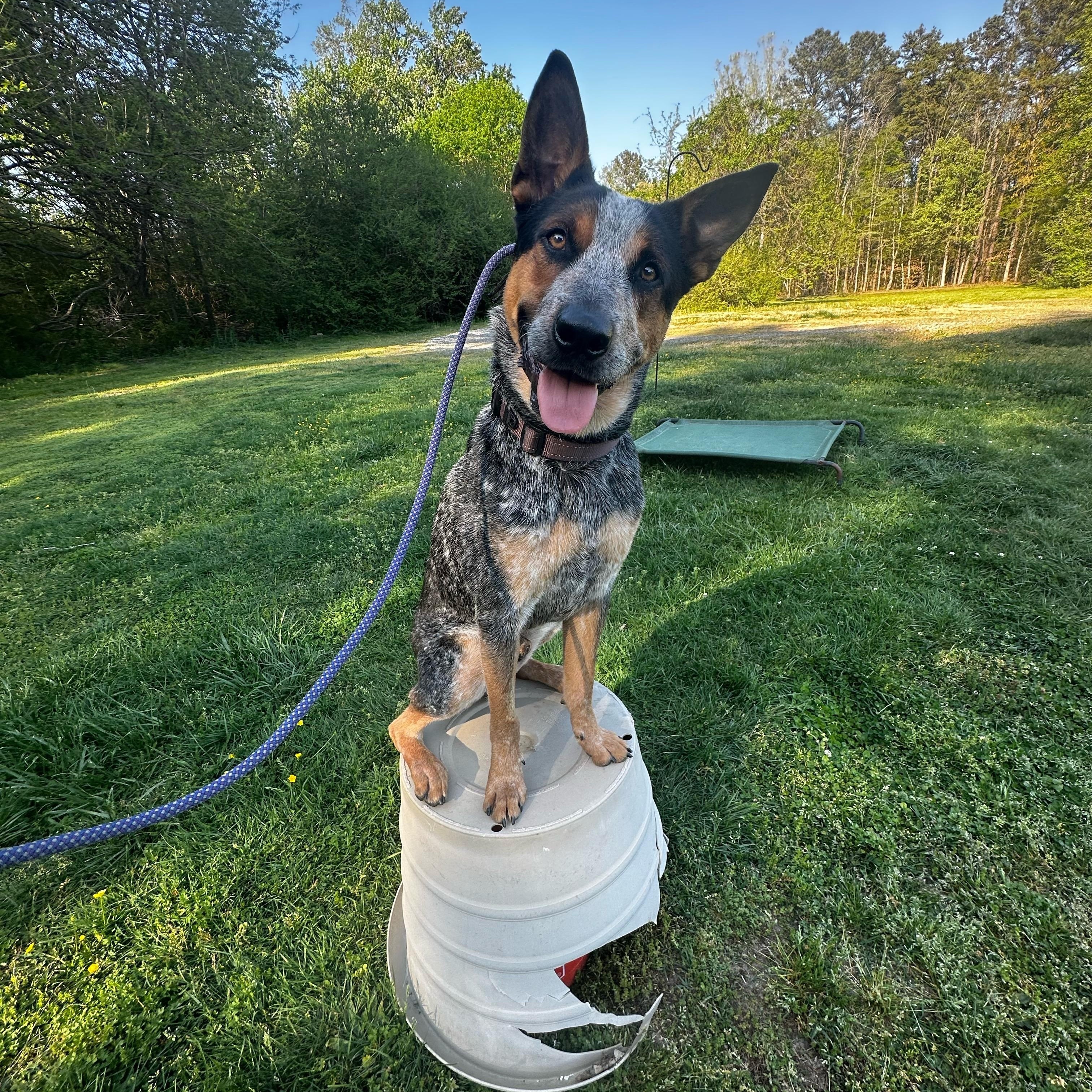 Phelps, Adoptable, Young Male Australian Cattle Dog / Blue Heeler.
