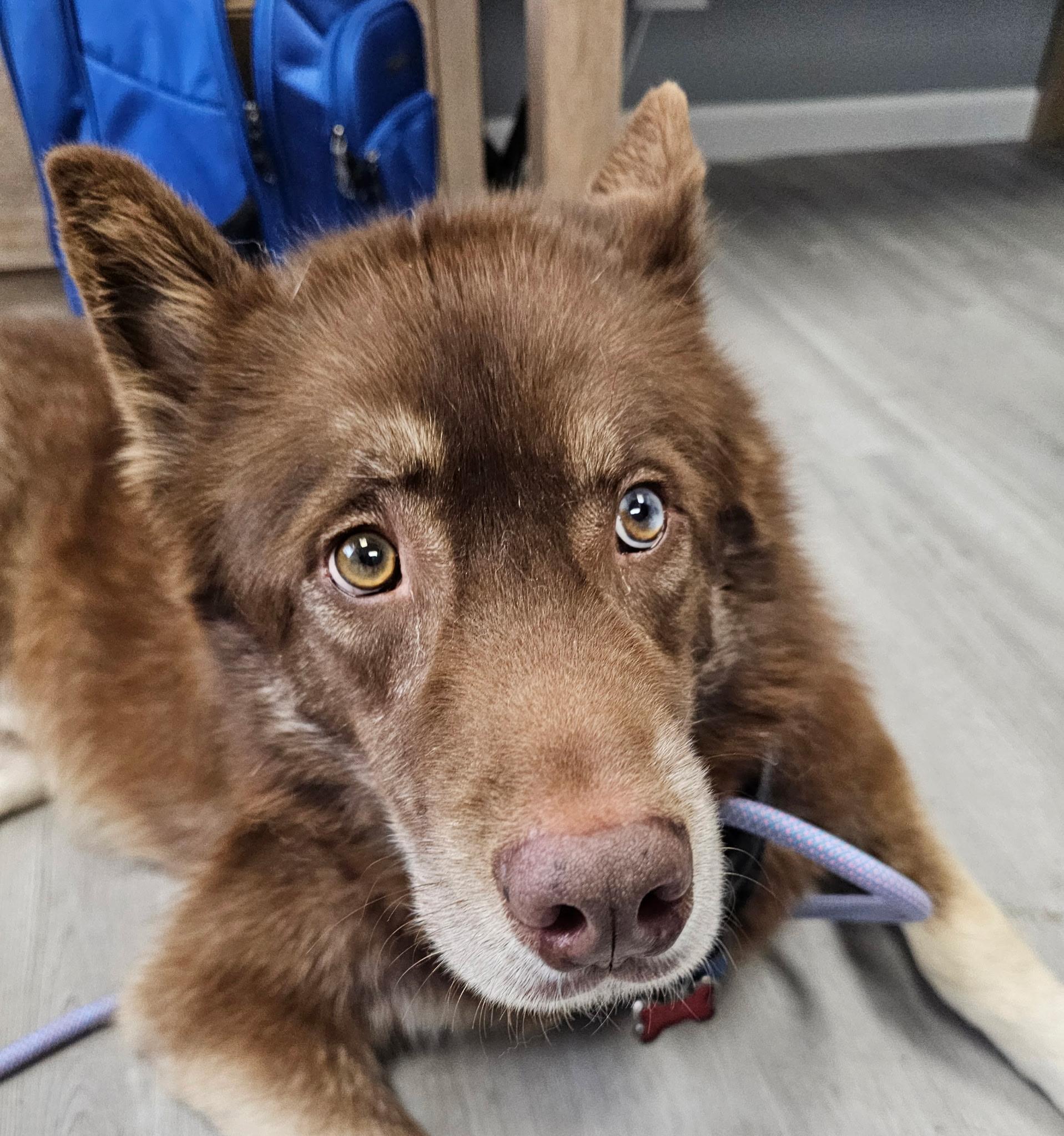 Breed Chocolate Lab Mixed With Husky Brown Chocolate Lab Husky Mix - Main Image