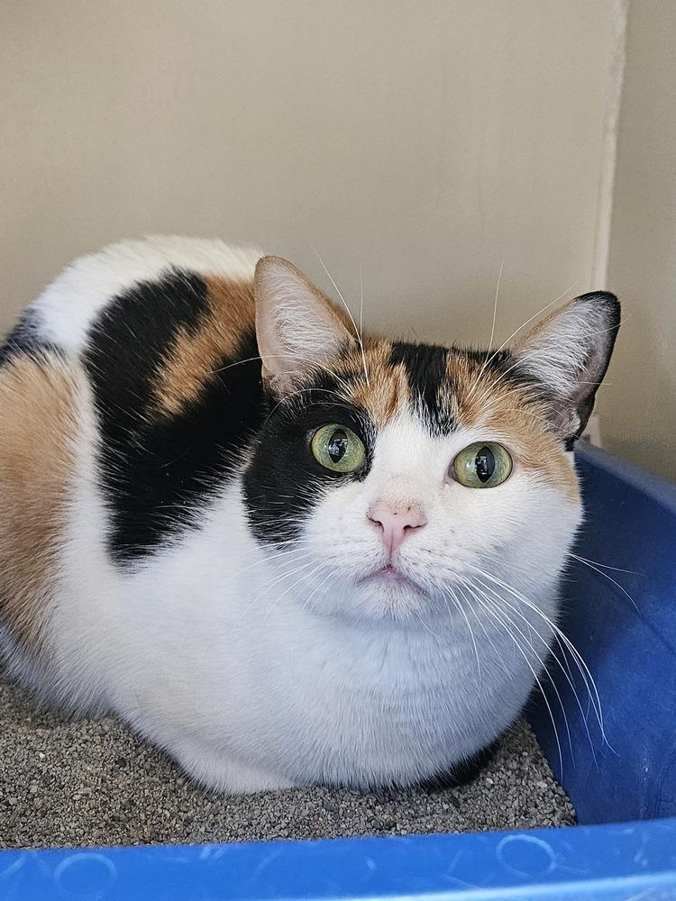 Rosa, Adoptable, Adult Female Domestic Short Hair & Domestic Short Hair.