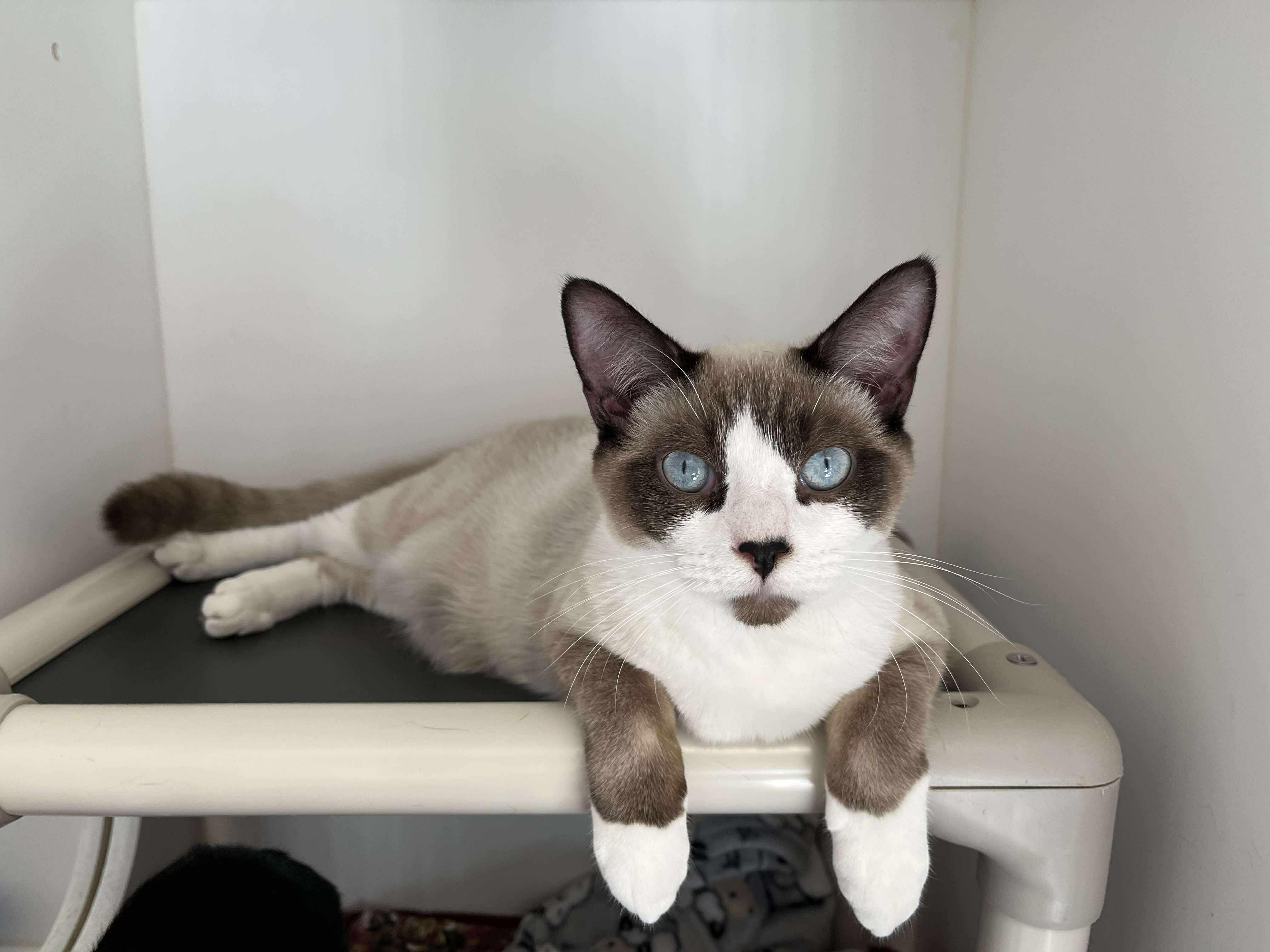 Brock , adopted, Adult Male Domestic Short Hair.