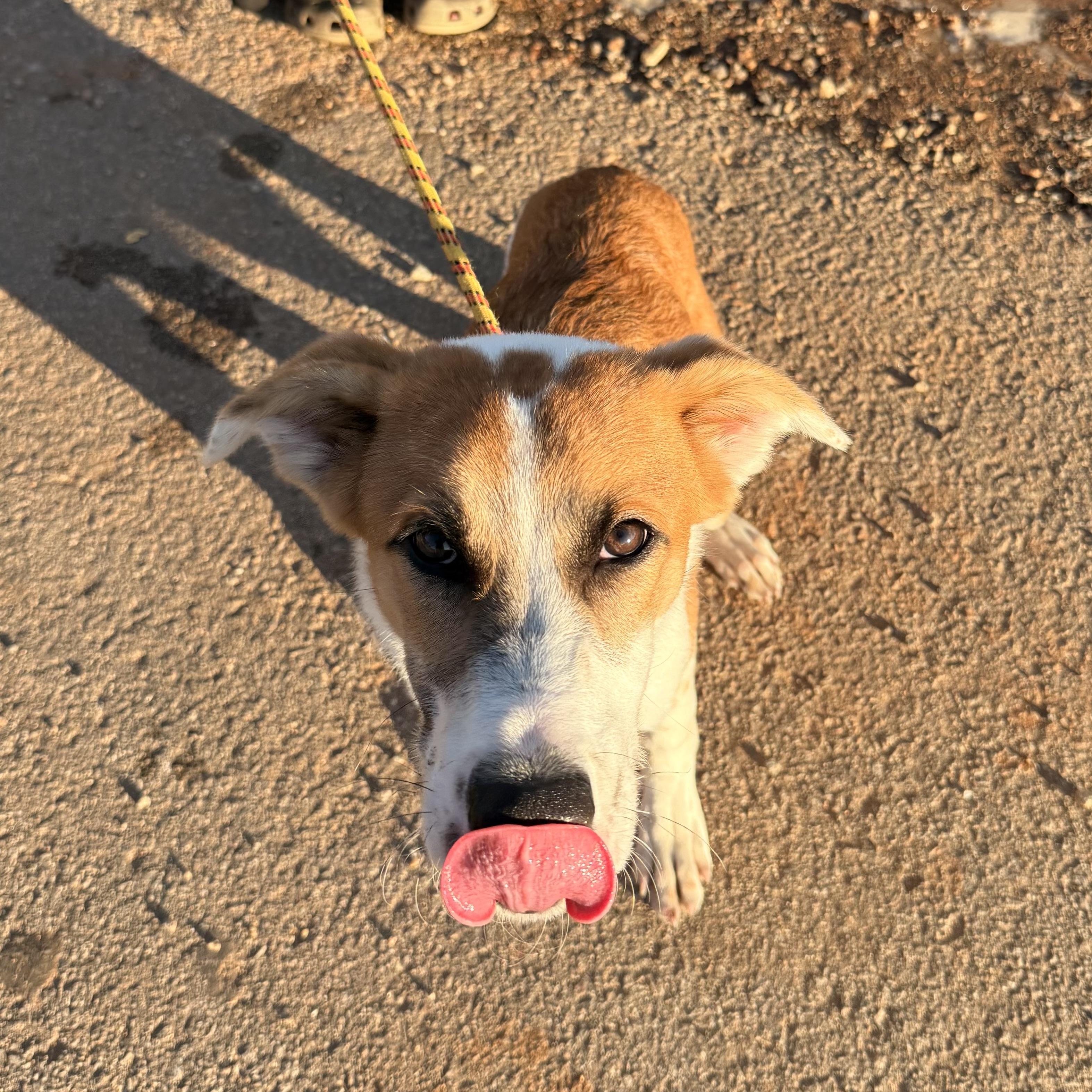 Enlarge Shaggy, a Adoptable mixed breed in Sayreville, NJ image 5/5