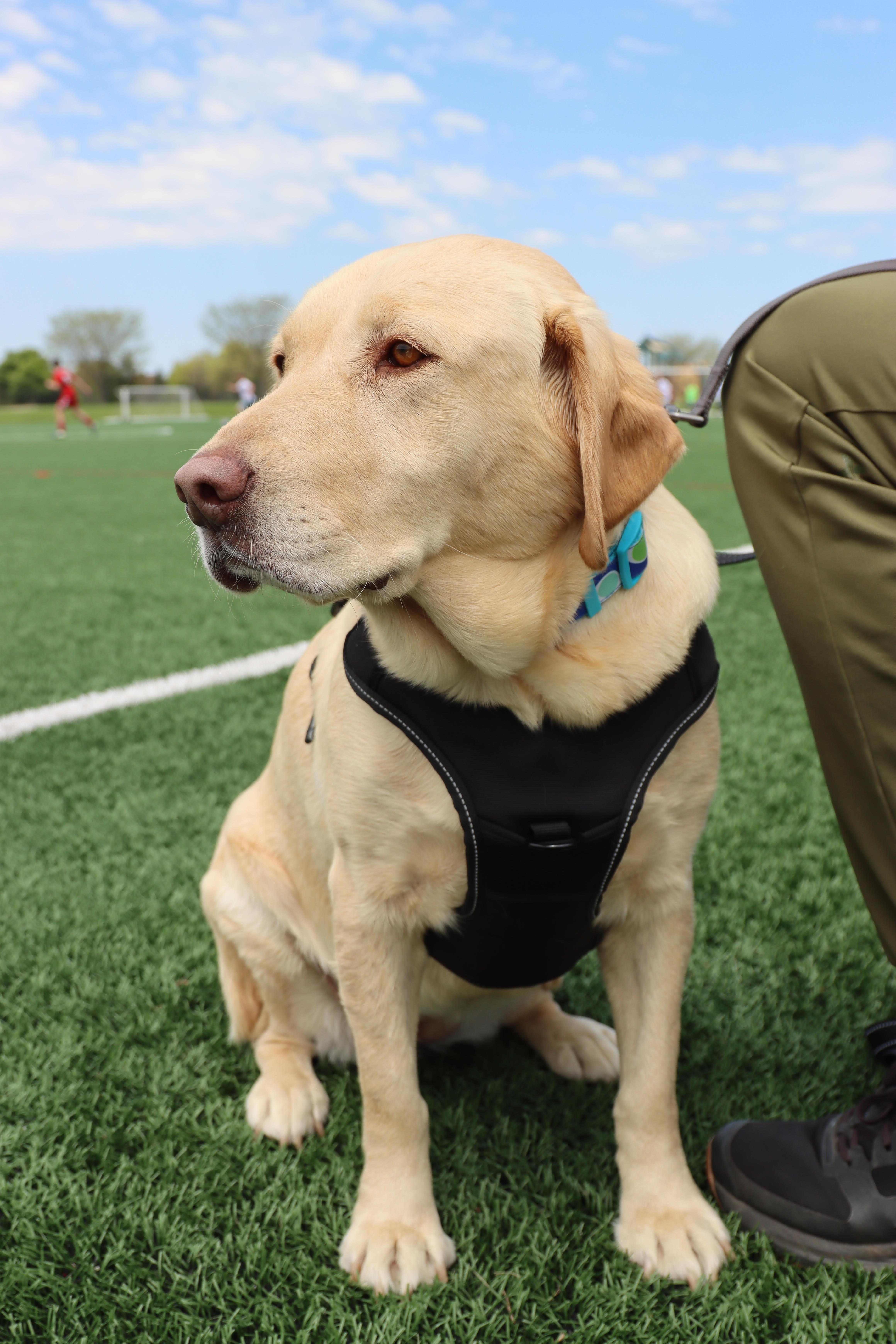 Enlarge Millie, an adopted mixed breed in Palatine, IL image 2/5