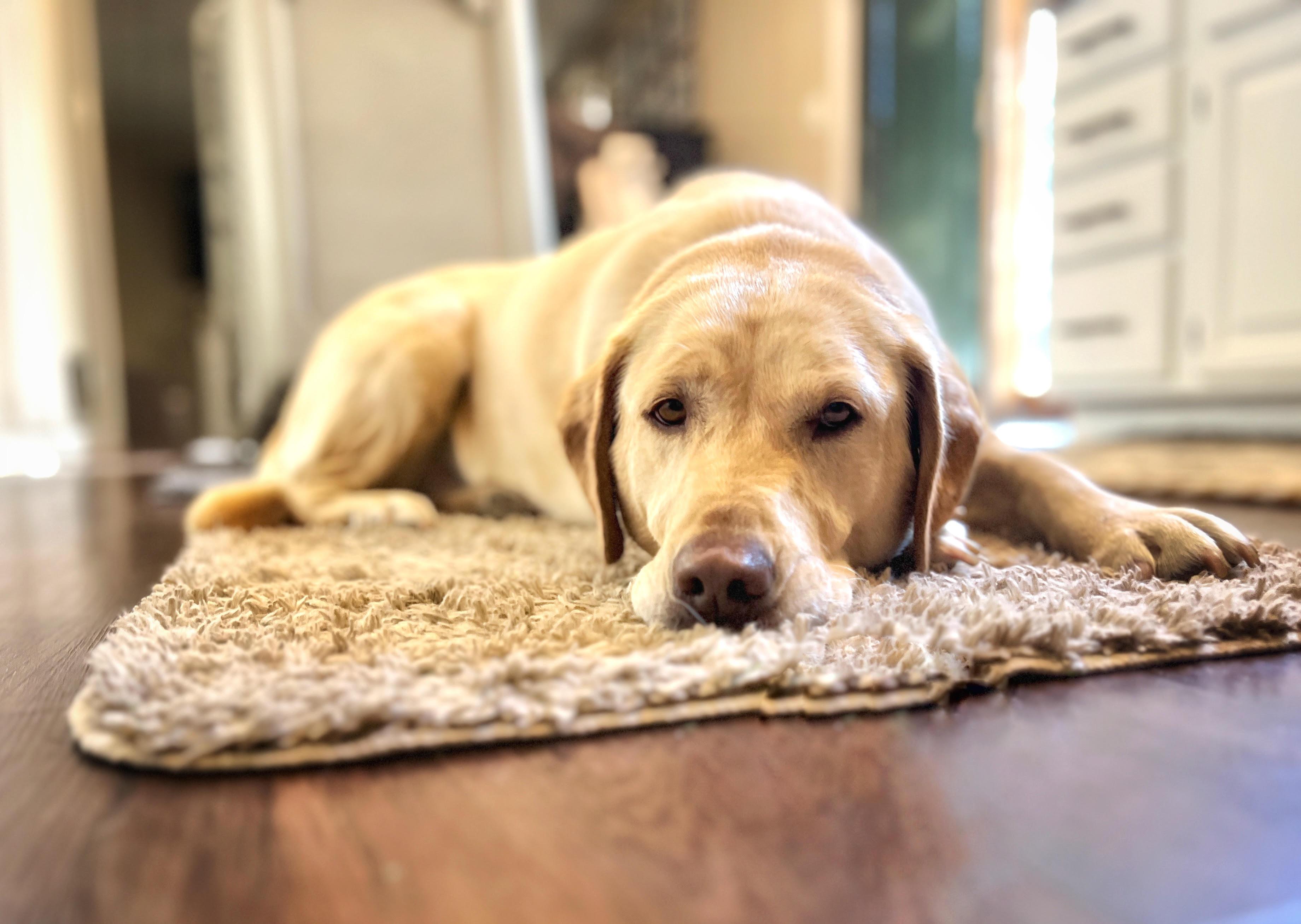 Enlarge Millie, an adopted mixed breed in Palatine, IL image 5/5