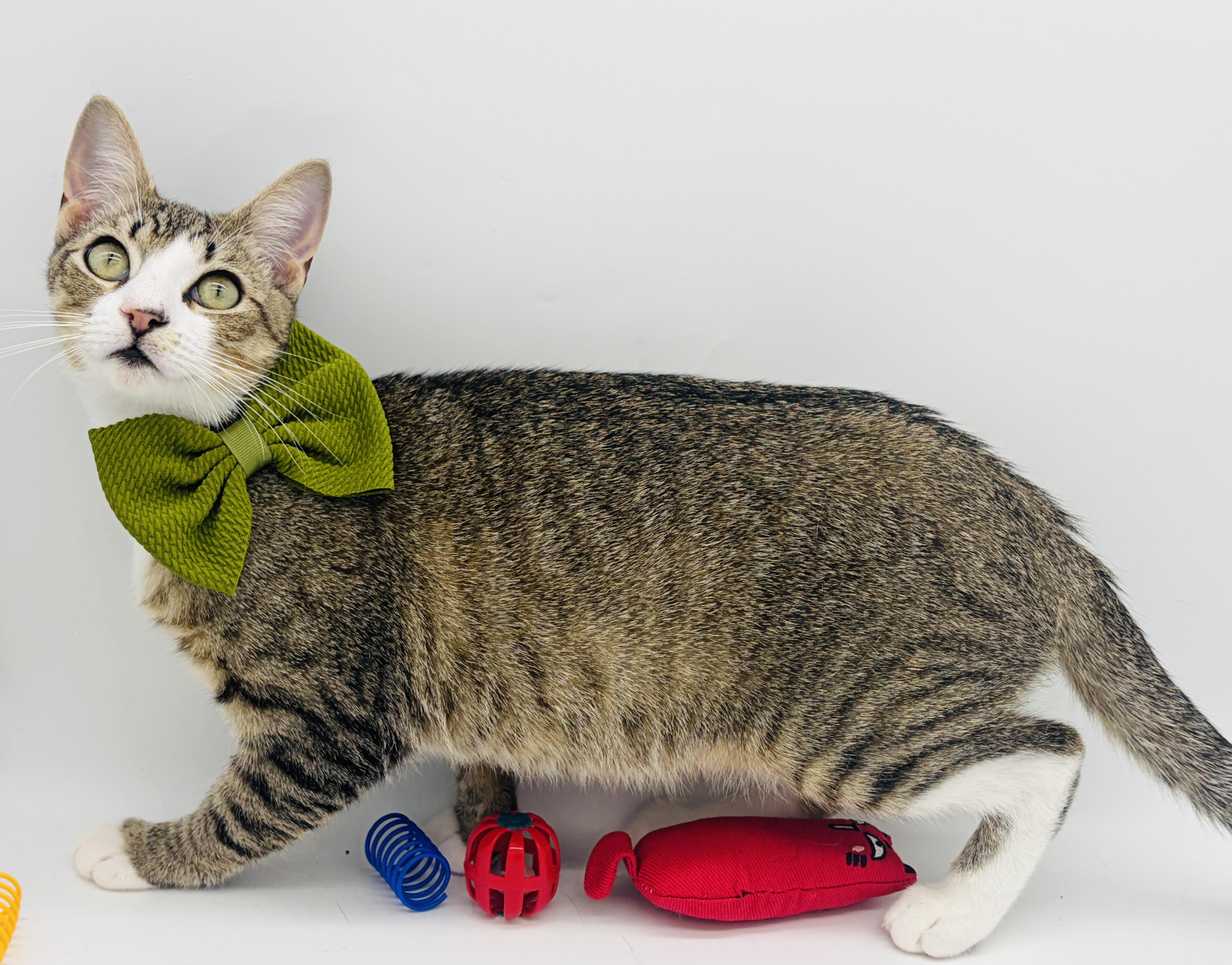Enlarge Ponder, a Adoptable Domestic Short Hair in Hagerstown , MD image 4/5