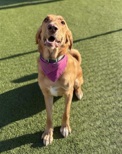 Nancy, Adoptable, Adult Female Bloodhound & Mixed Breed.