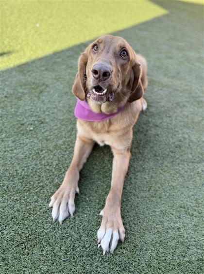 Enlarge Nancy, a Adoptable mixed breed in Hutchinson, KS image 2/3