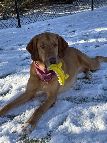 Enlarge Nancy, a Adoptable mixed breed in Hutchinson, KS image 3/3