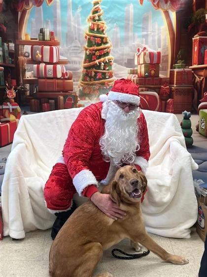 Enlarge Nancy, a Adoptable mixed breed in Hutchinson, KS image 3/3