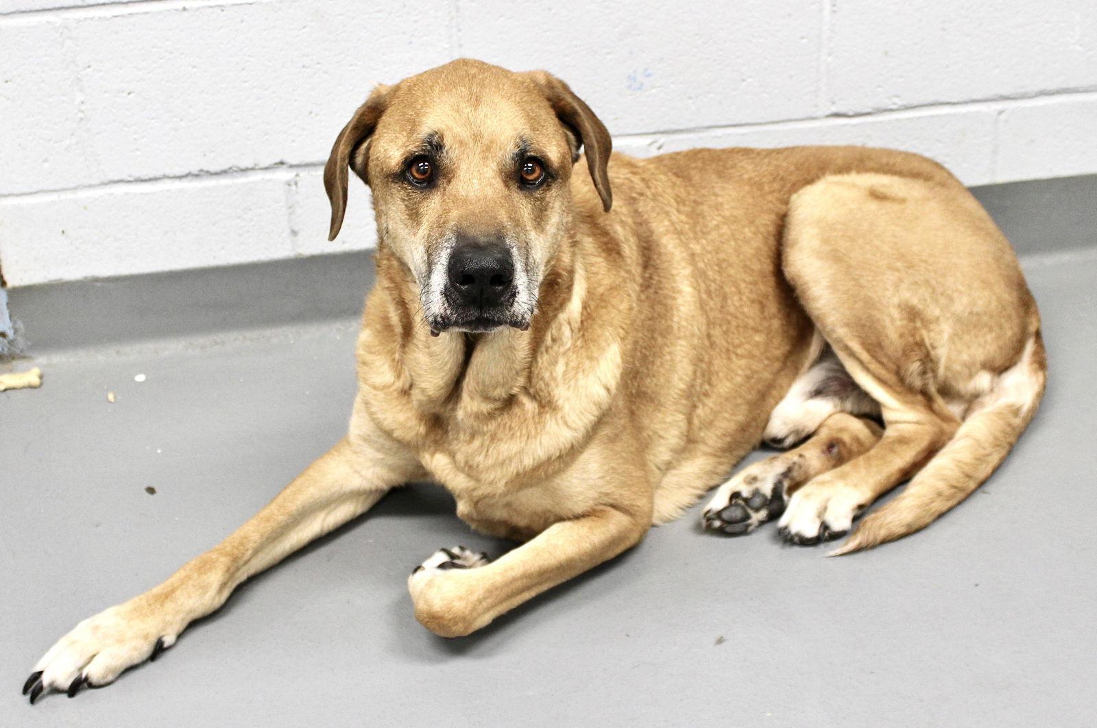 Enlarge Cole (courtesy post), a Adoptable Great Dane in Pittsburgh, PA image 2/2