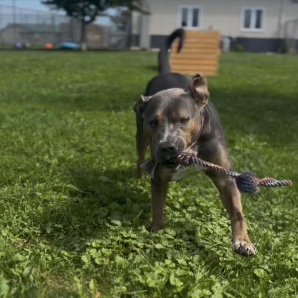 Enlarge Jason, a Adoptable mixed breed in Marysville, OH image 1/6