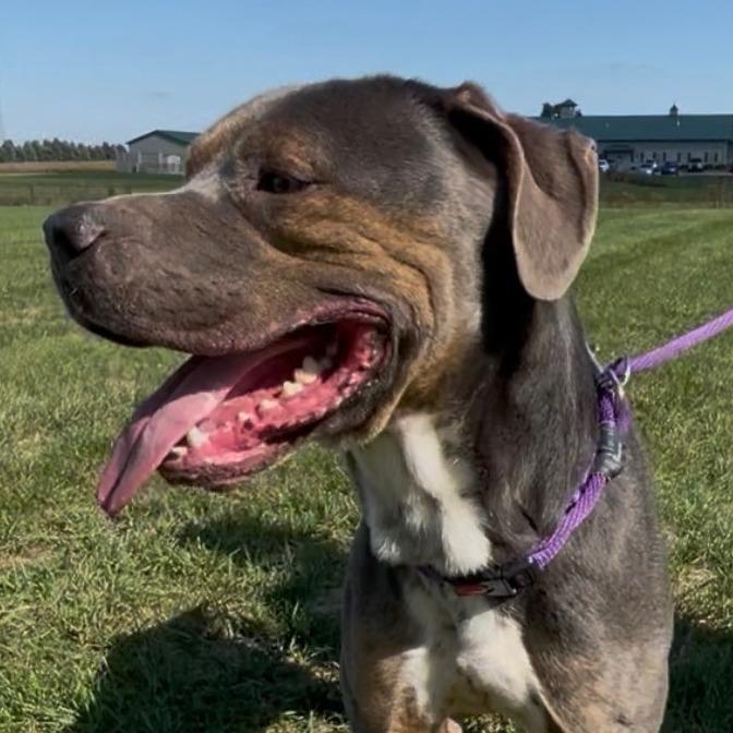 Enlarge Jason, a Adoptable mixed breed in Marysville, OH image 1/6