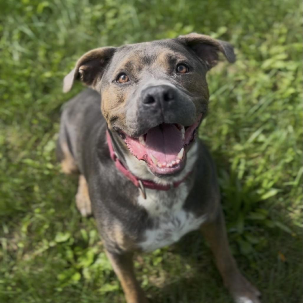 Enlarge Jason, a Adoptable mixed breed in Marysville, OH image 2/6
