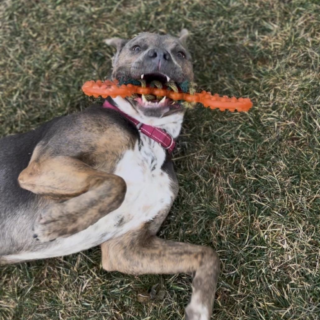 Enlarge Jason, a Adoptable mixed breed in Marysville, OH image 3/6