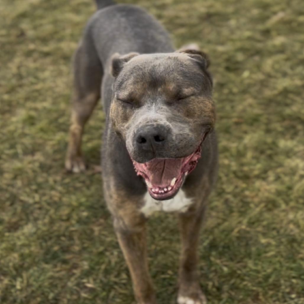 Enlarge Jason, a Adoptable mixed breed in Marysville, OH image 4/6