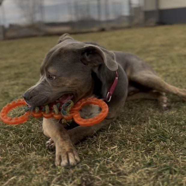 Enlarge Jason, a Adoptable mixed breed in Marysville, OH image 5/6