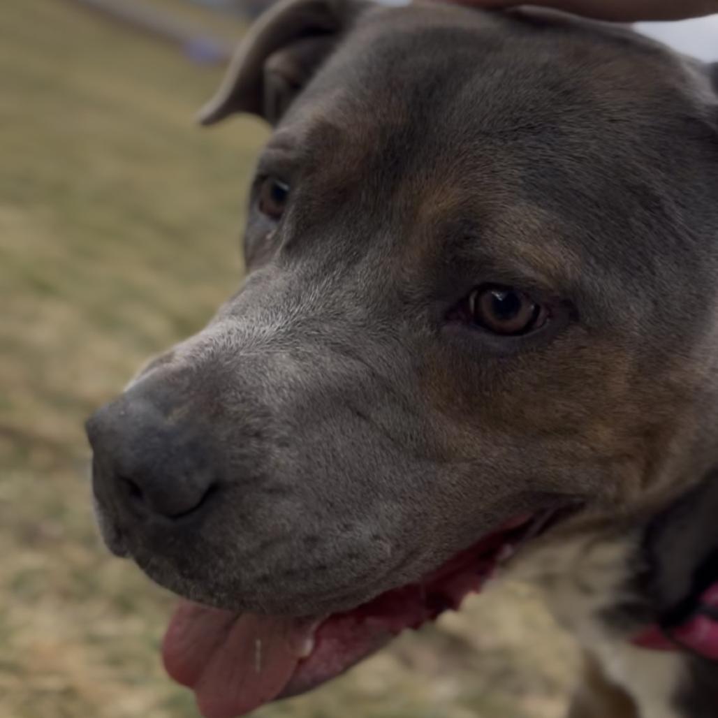 Enlarge Jason, a Adoptable mixed breed in Marysville, OH image 6/6