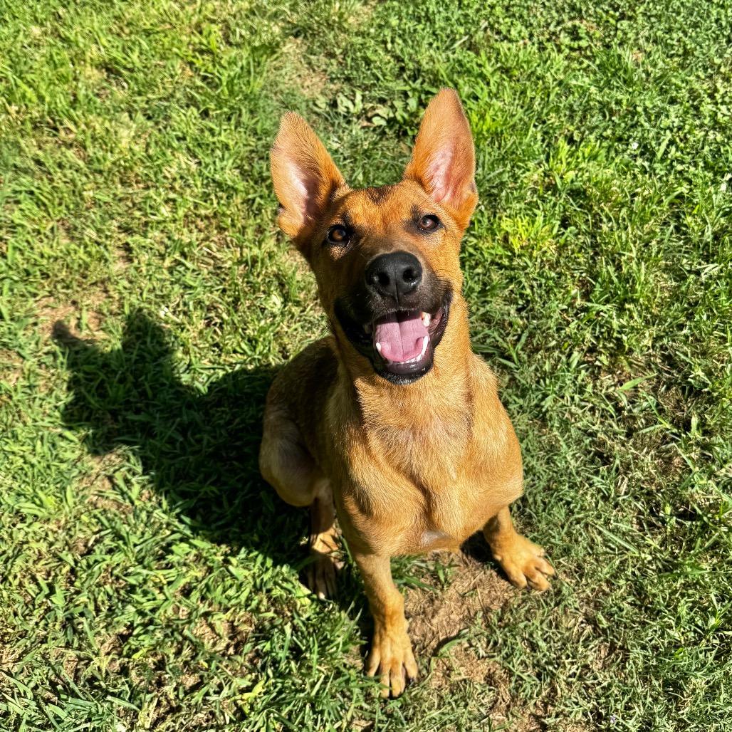 Dino, Adoptable, Young Male Shepherd & Mixed Breed.