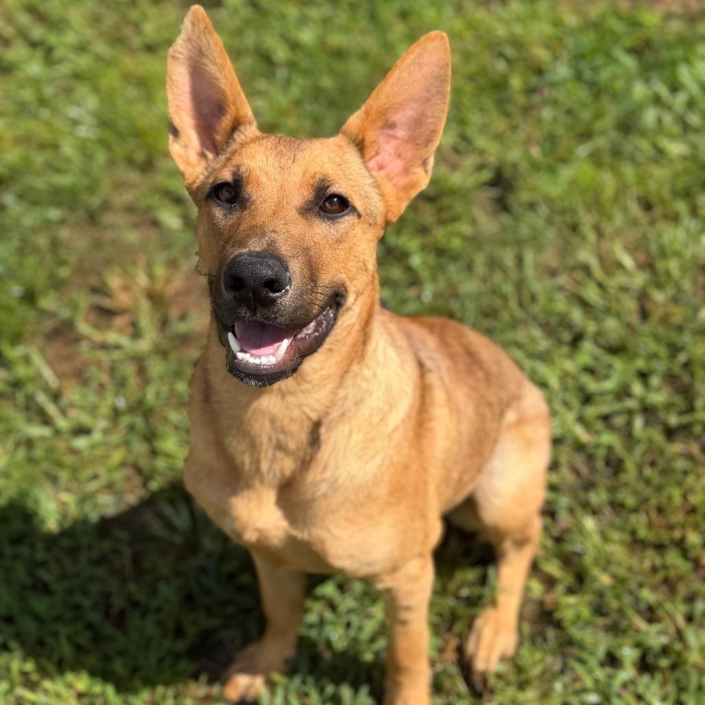 Enlarge Dino, a Adoptable mixed breed in Brownsboro, AL image 2/6
