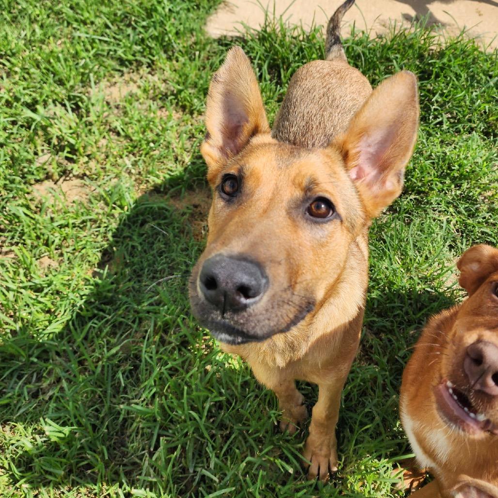 Enlarge Dino, a Adoptable mixed breed in Brownsboro, AL image 3/6