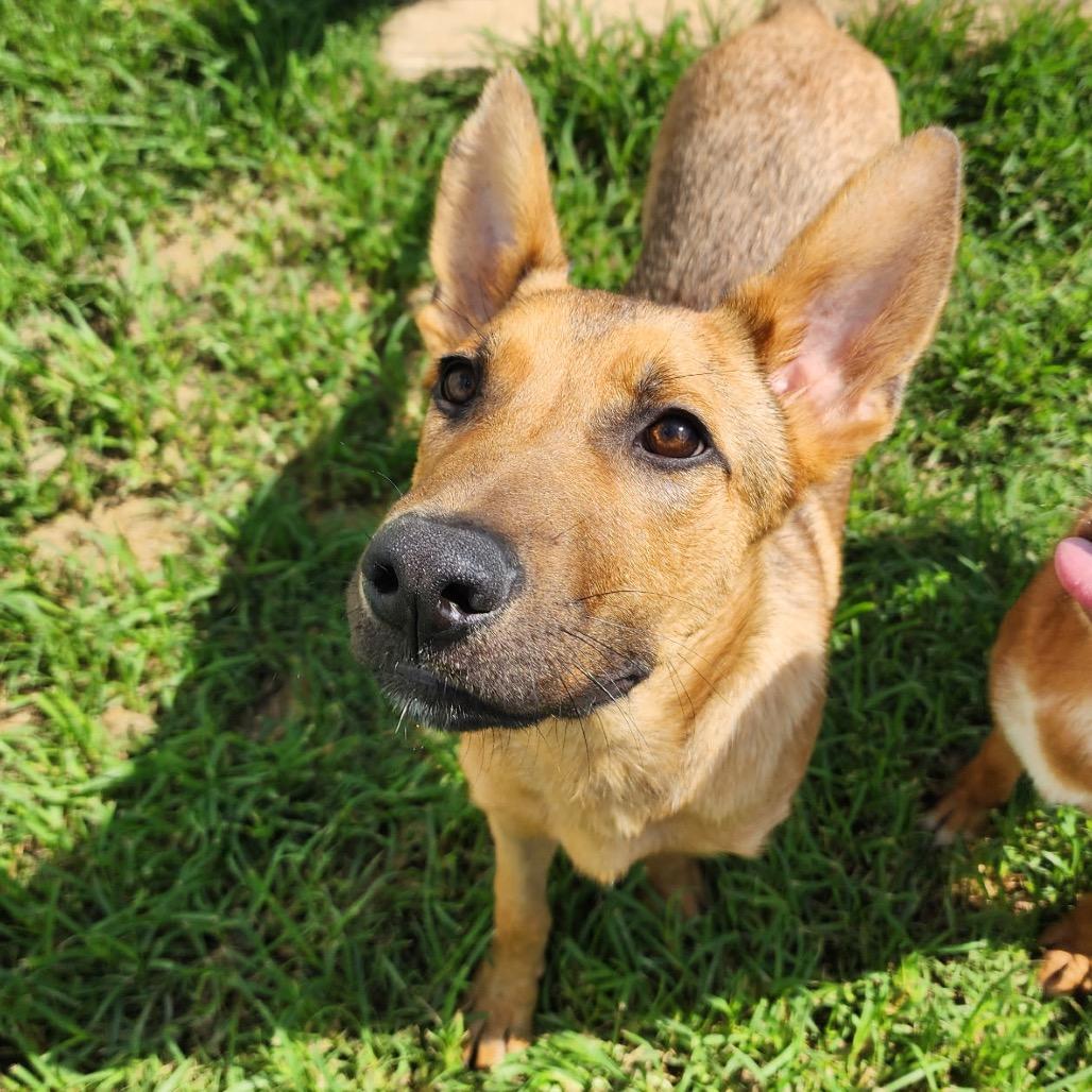 Enlarge Dino, a Adoptable mixed breed in Brownsboro, AL image 4/6