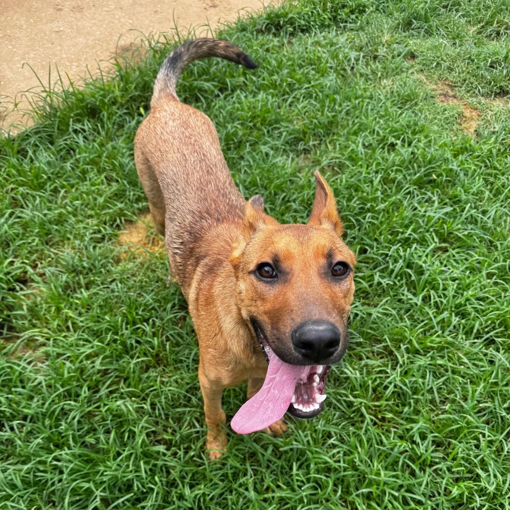 Enlarge Dino, a Adoptable mixed breed in Brownsboro, AL image 5/6