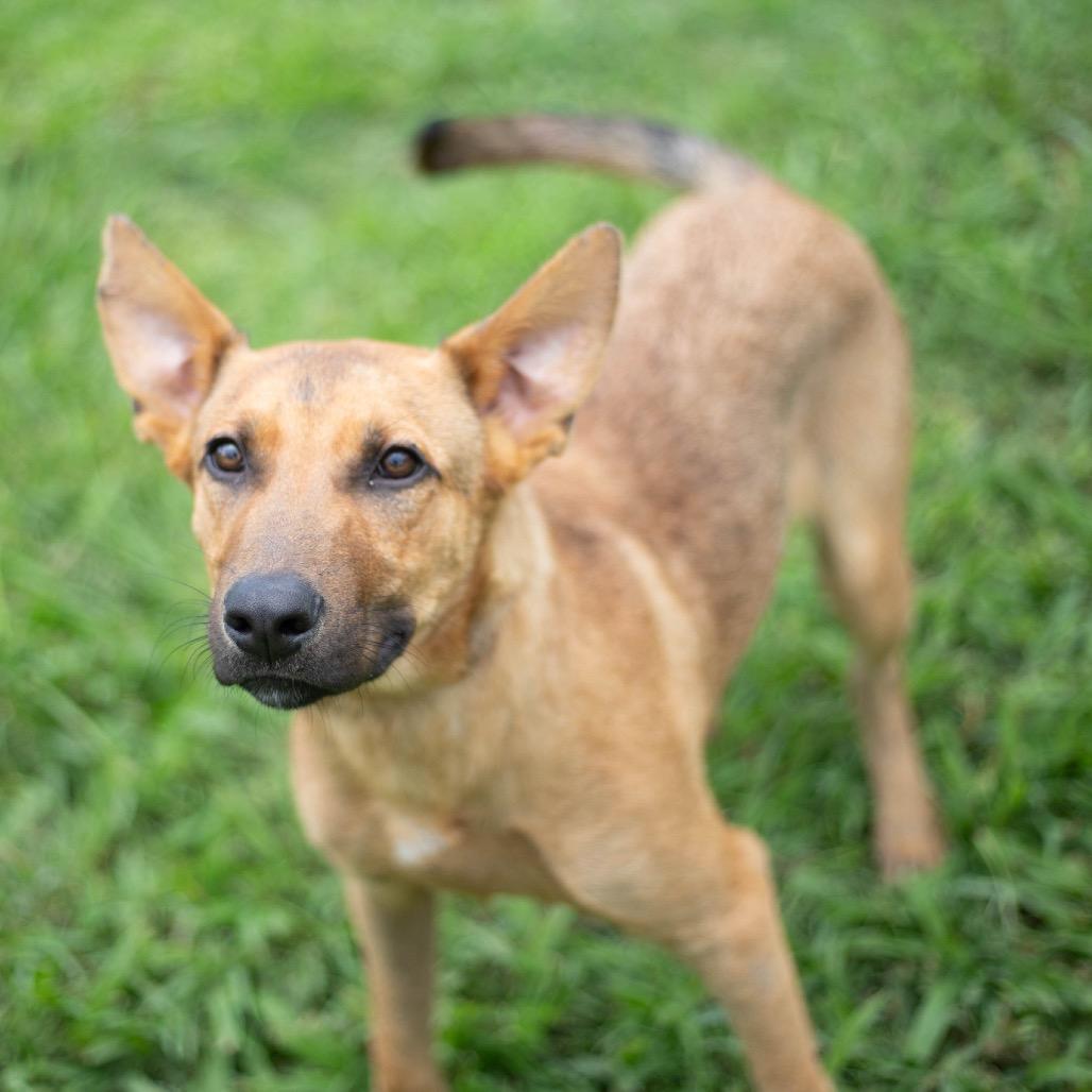 Enlarge Dino, a Adoptable mixed breed in Brownsboro, AL image 6/6