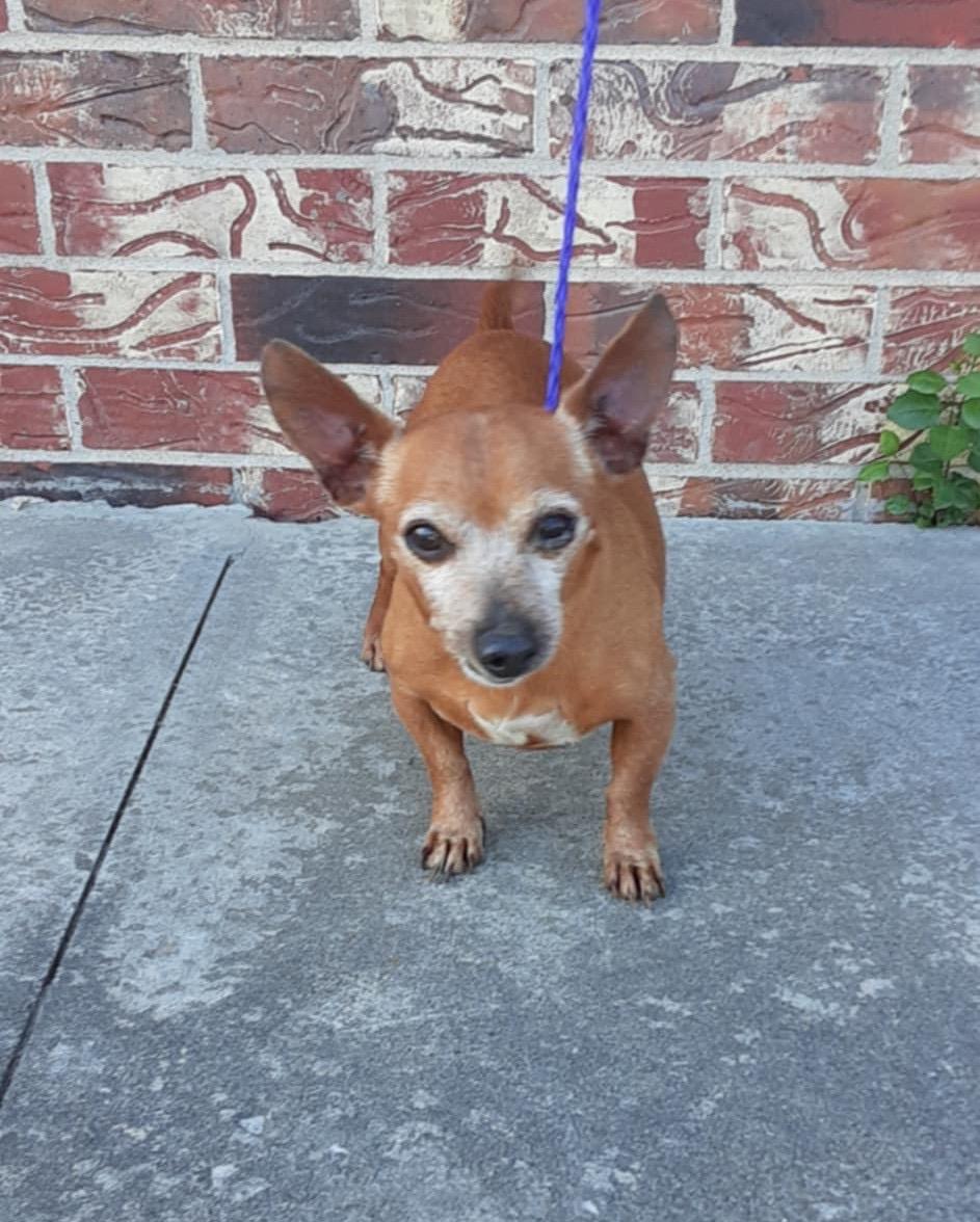 Enlarge Graham Cracker S’more, a Adopted mixed breed in Shawnee Mission, KS image 2/4