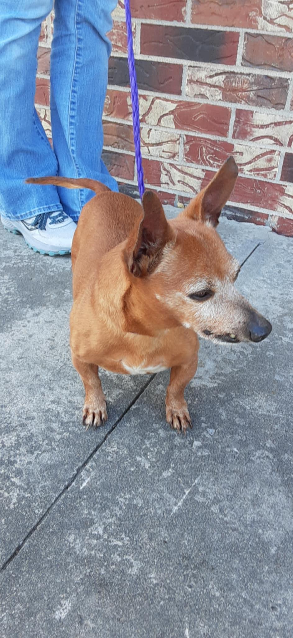 Enlarge Graham Cracker S’more, a Adopted mixed breed in Shawnee Mission, KS image 3/4